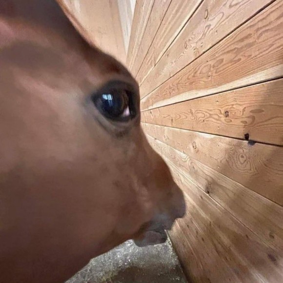 Meet your Posher, Graeme - Picture 1 of 1